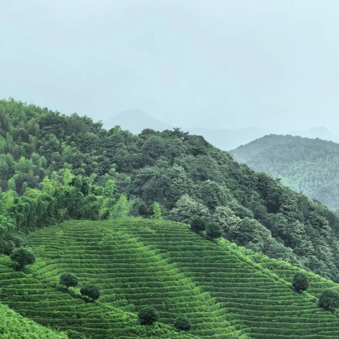 Misty view of Leafmill’s lush highland tea garden after rain, with terraced rows of vibrant green tea bushes against forested hills.