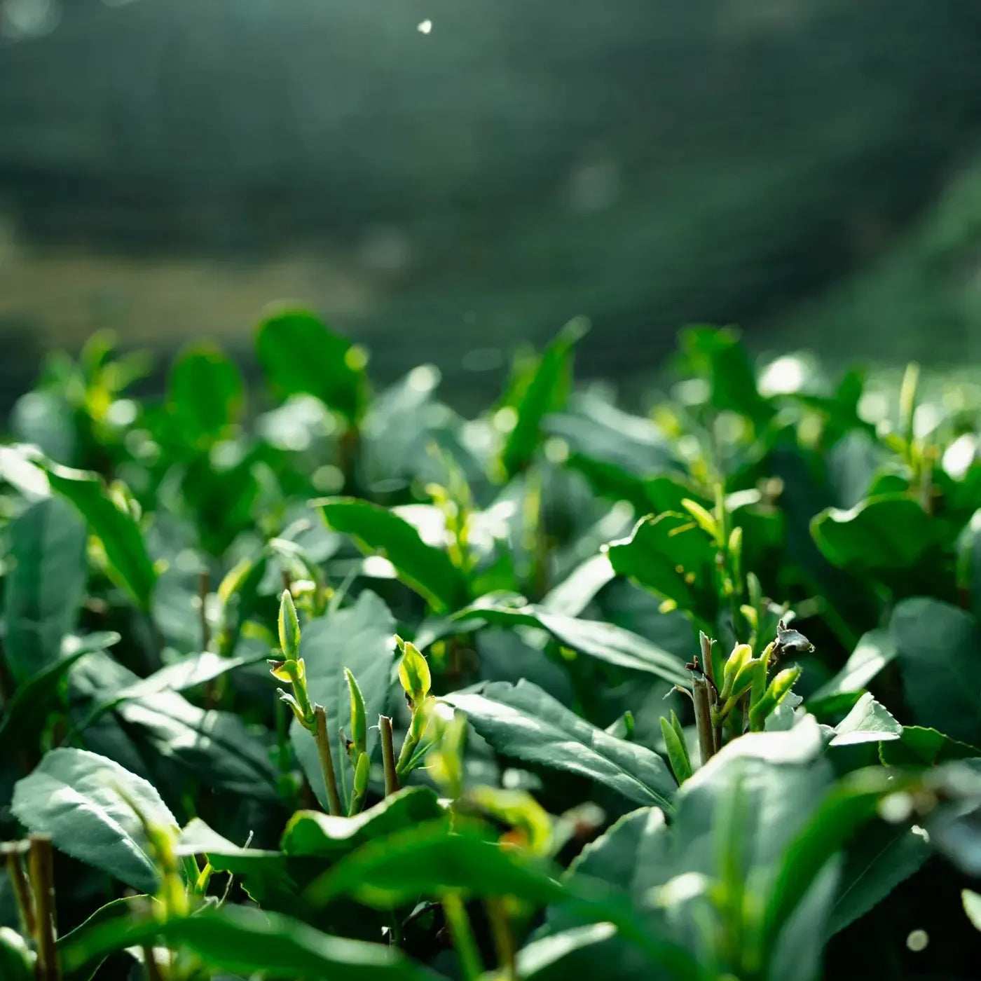 Close-up of shaded tea leaves growing in Leafmill’s highland matcha farm, showcasing tender young sprouts under filtered sunlight.