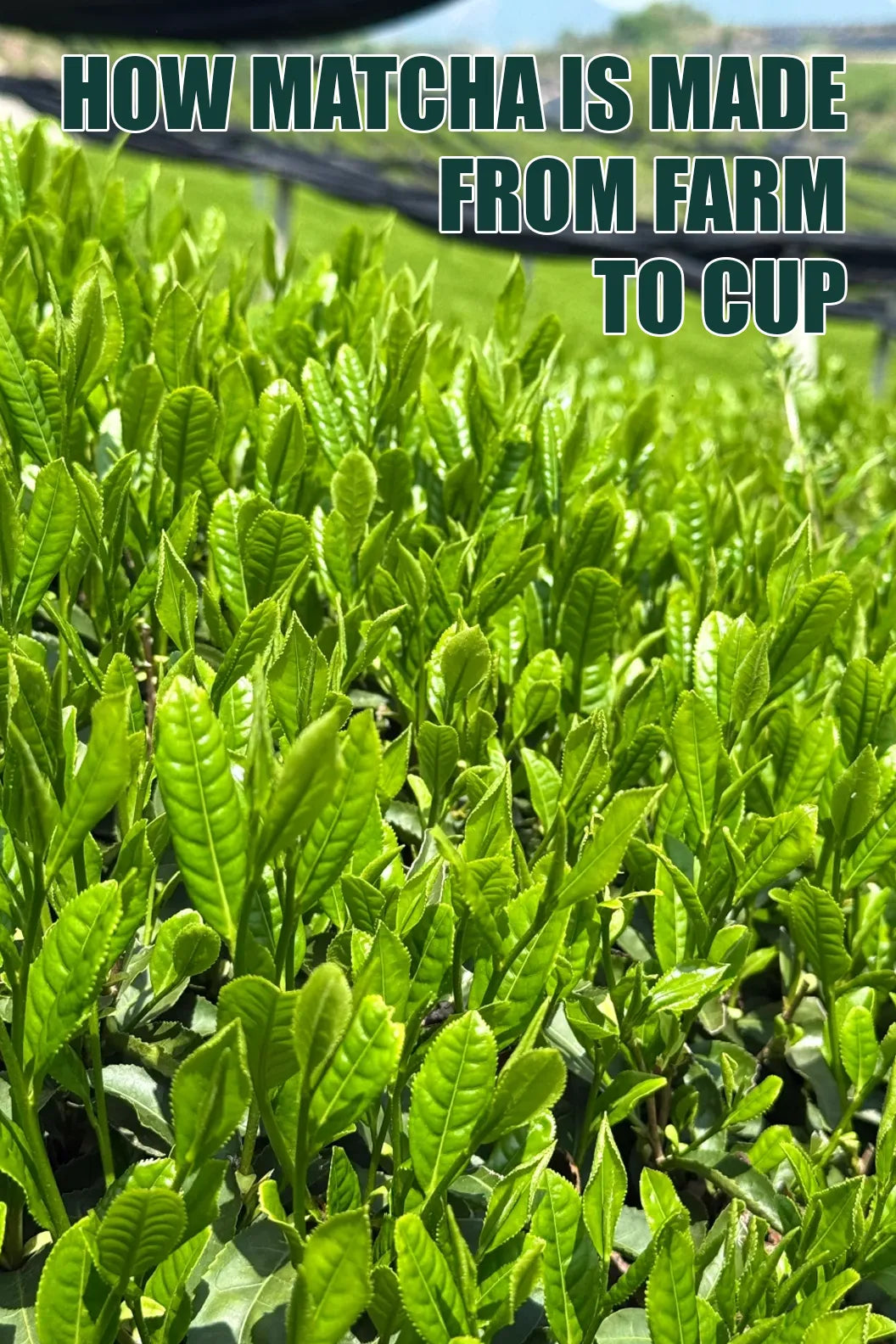 How Matcha Is Made: From Farm to Cup