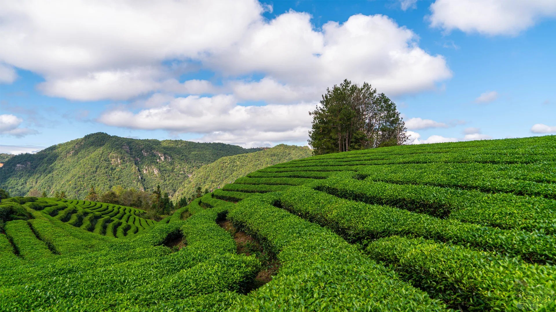 Expansive view of Leafmill’s highland matcha garden under blue skies—lush, terraced tea fields nestled in the mountains.