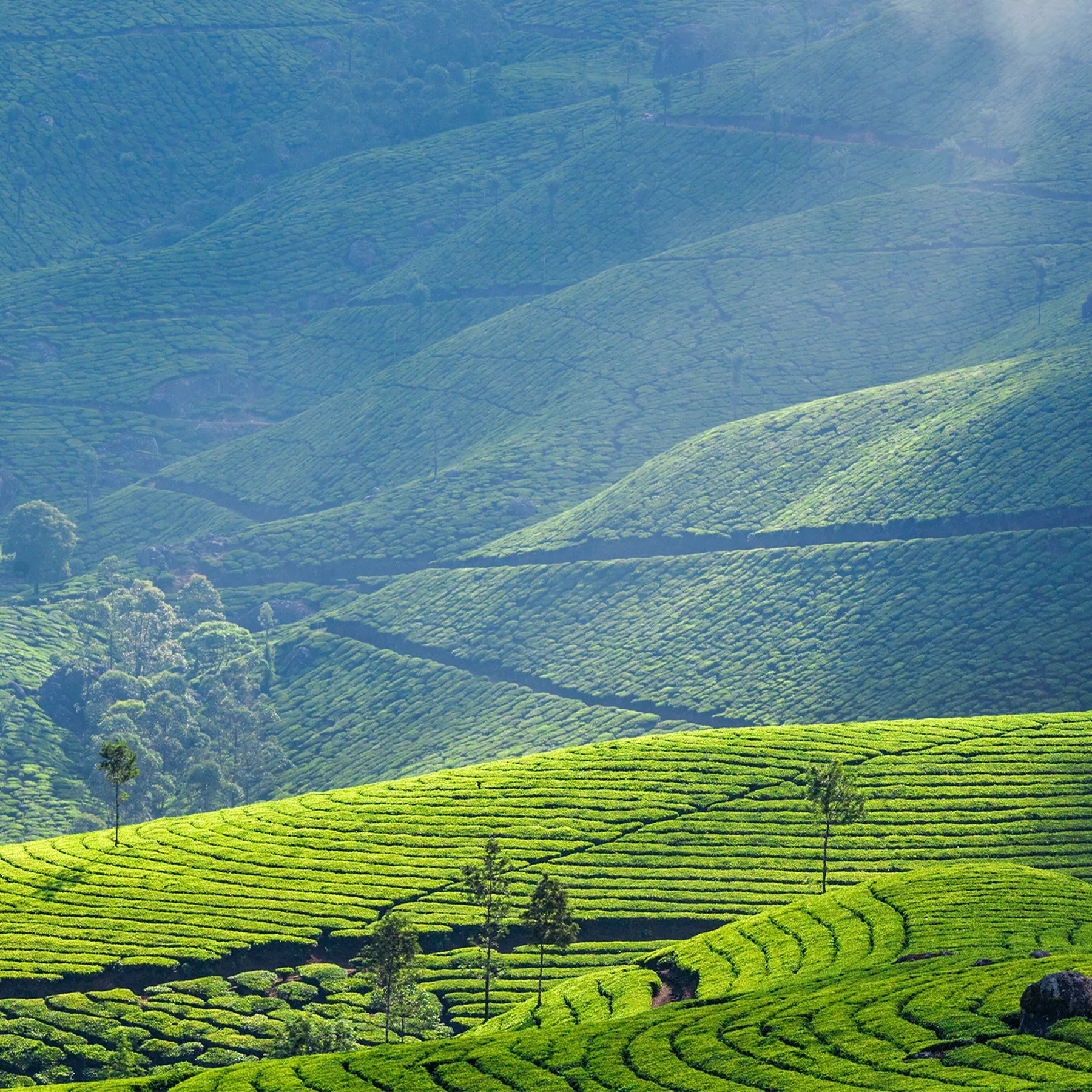 A scenic view of Leafmill’s highland matcha tea garden with rolling green tea fields under soft morning light.