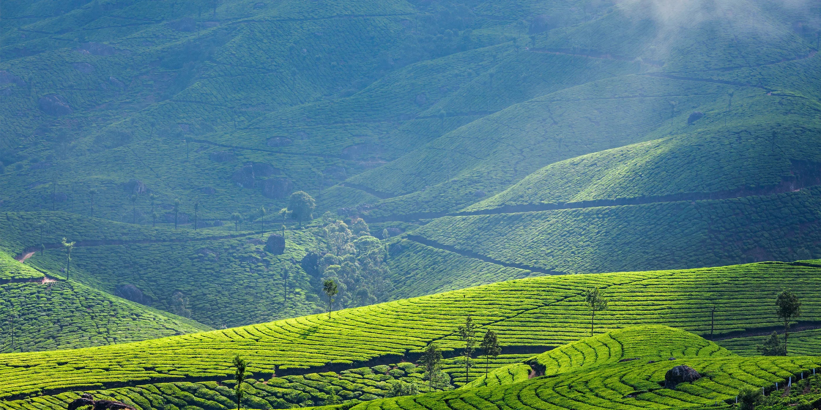 A panoramic view of Leafmill’s highland matcha tea garden, with lush green tea rows cascading across misty mountain slopes
