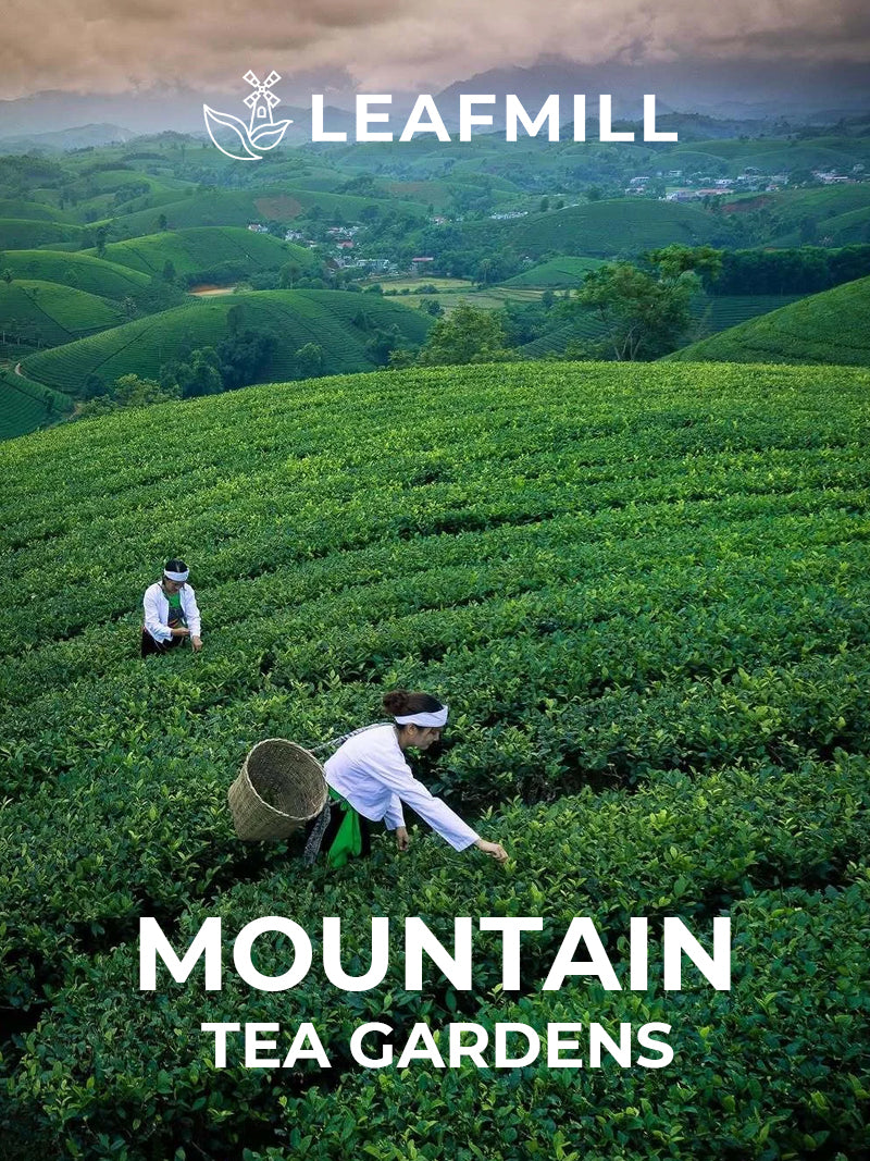 Leafmill high-mountain tea gardens where premium matcha begins.
