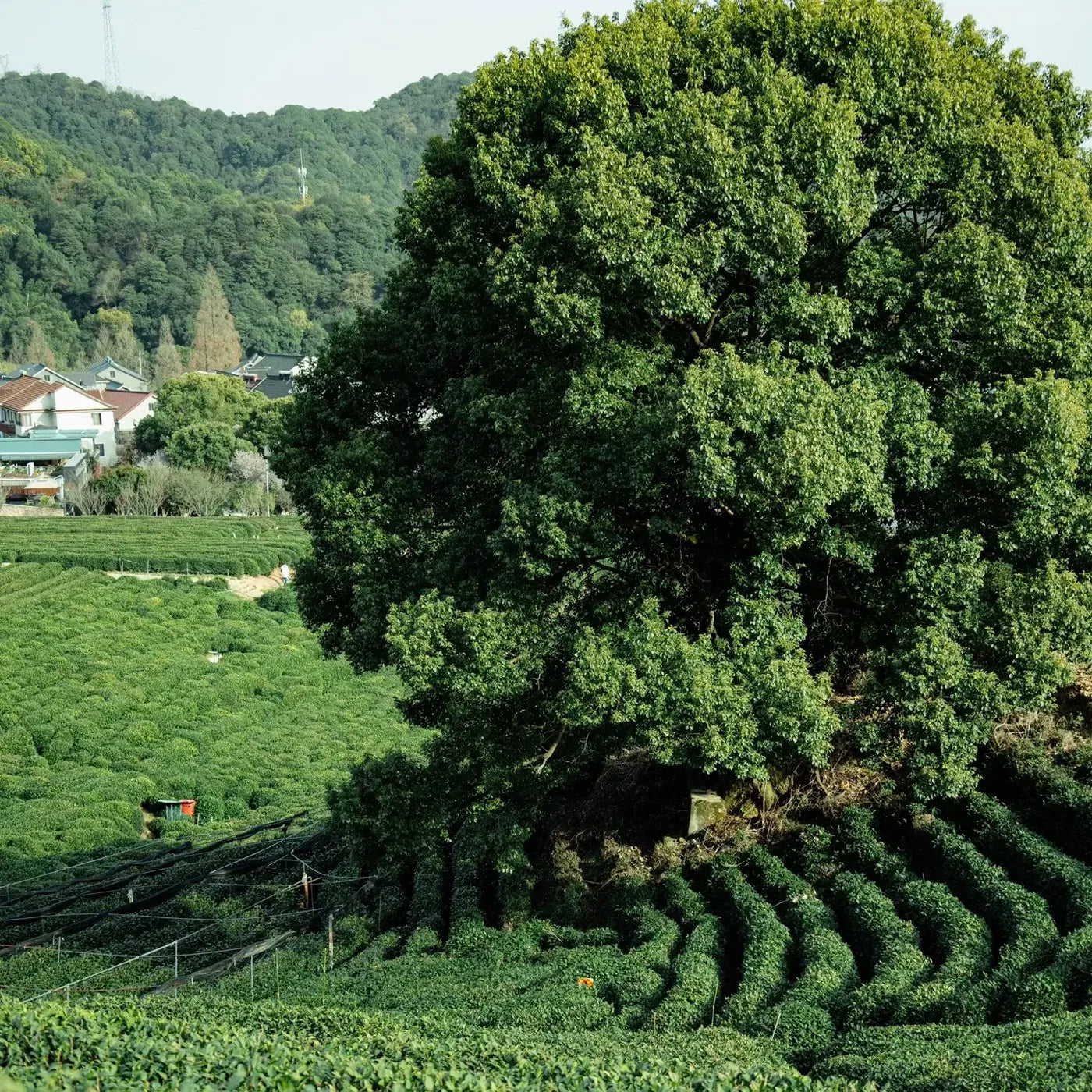 Leafmill’s organic highland matcha tea farm featuring terraced rows of tea bushes and a large shade tree in the center.