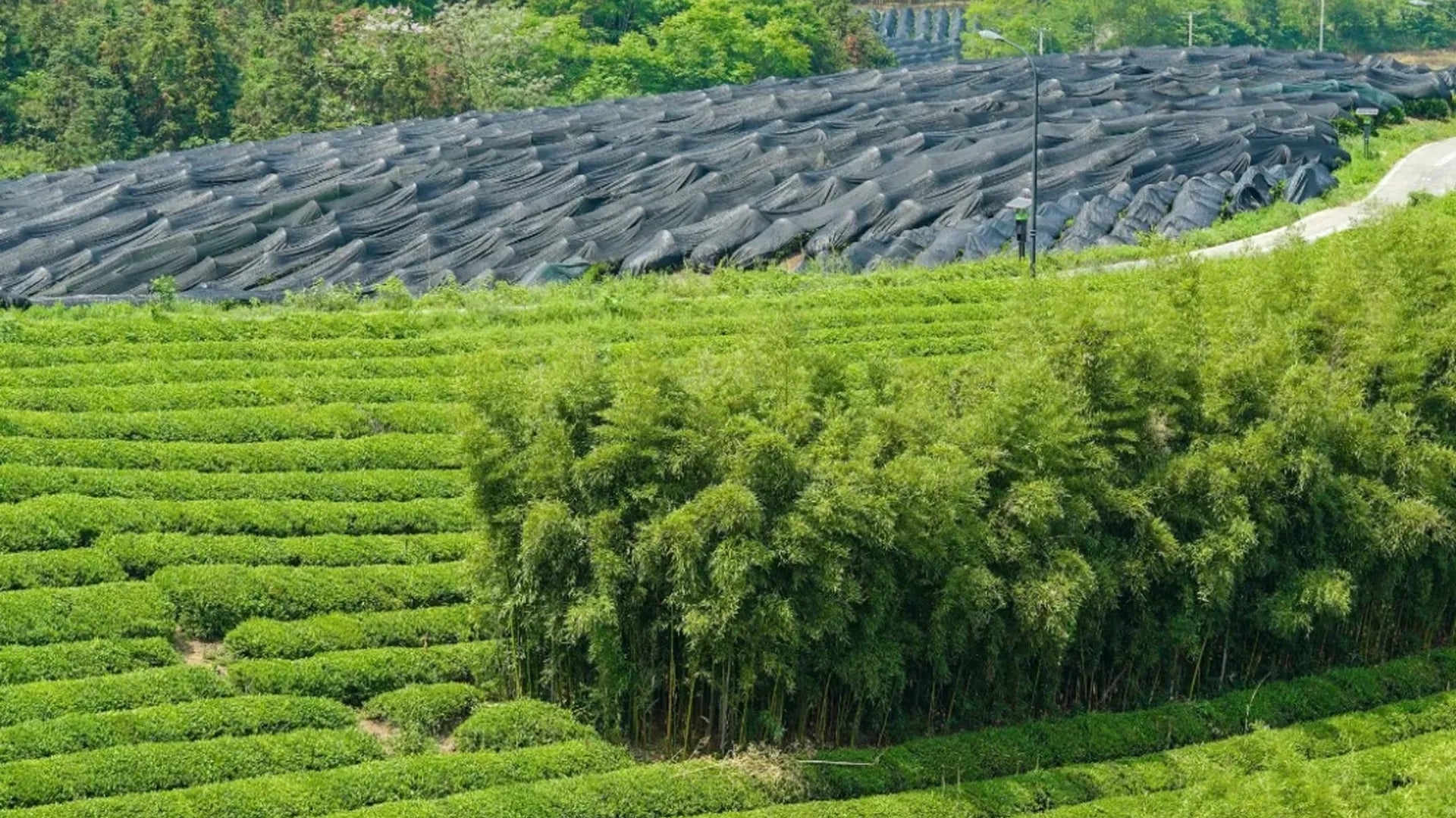 Shade-grown tea field at Leafmill, showing tea bushes partially covered with black mesh canopies to control sunlight for higher quality matcha.